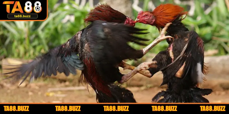 Quan sát tình trạng lông